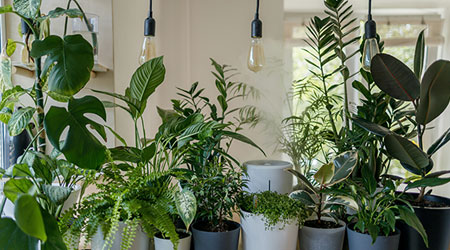 Taking Care of House Plants with Artificial Lighting