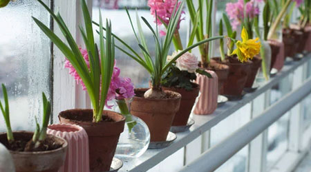 flowering plants in apartments and houses