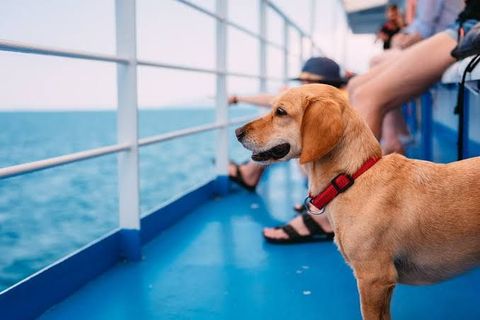 Pet-Friendly Cruising: Explore the Seas with Your Furry Friends